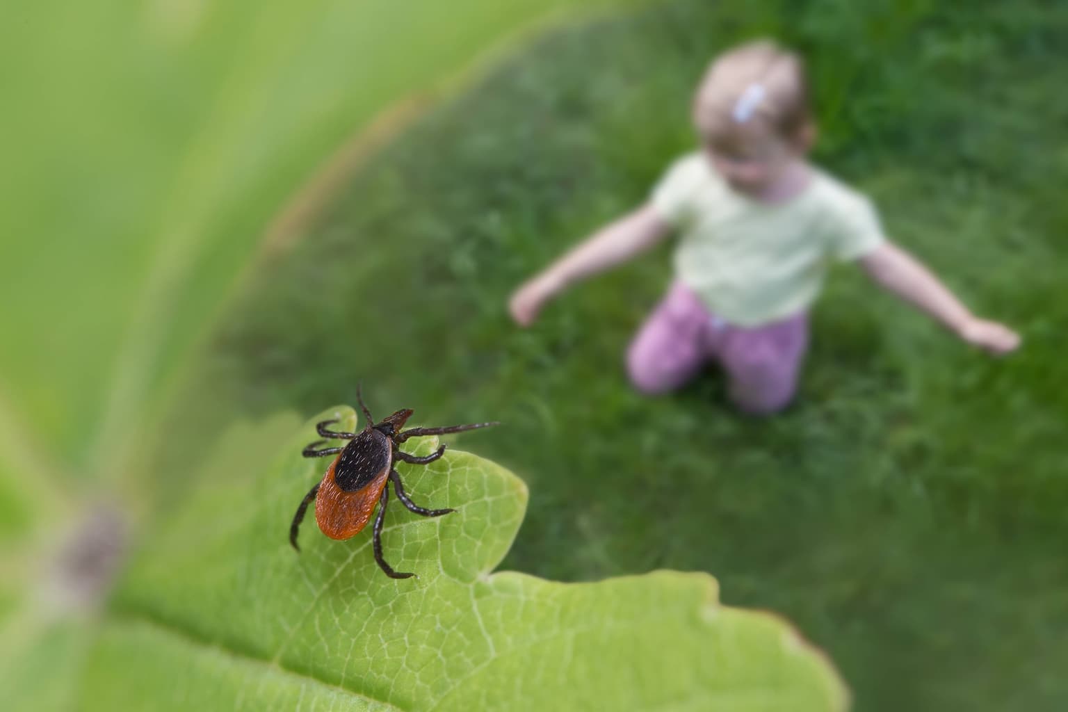 Neuroborelioza: complicația neurologică a bolii Lyme